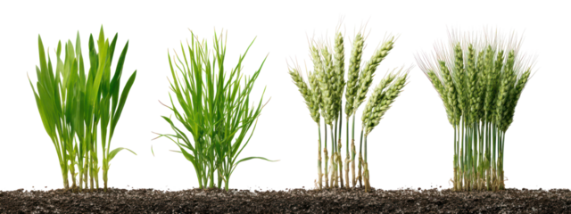 Sets of wheat plants showing seedling, vegetative, flowering stages on transparent background