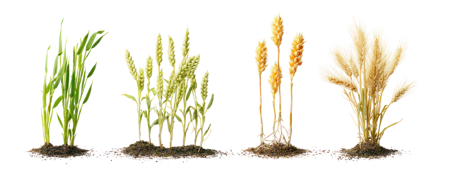 Sets of wheat plants showing seedling, vegetative, flowering stages on transparent background