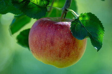 apple on a branch