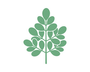 Moringa Oleifera leaves, green silhouette Vector Illustration