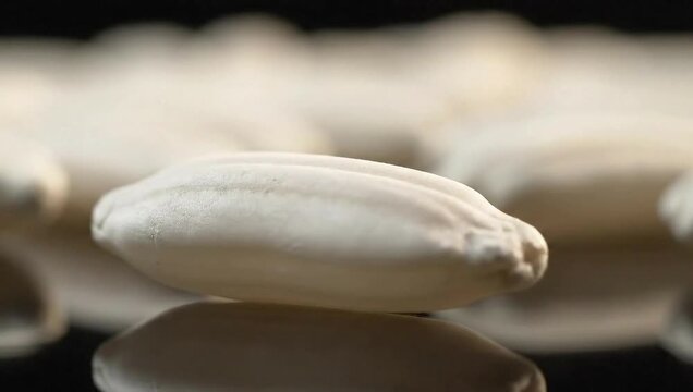 Single White Cuttlebone Close Up on Reflective Surface