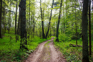 Winding forest path through a vibrant spring woodland with lush green foliage. Sunlight filters through the fresh leaves, creating a serene natural landscape