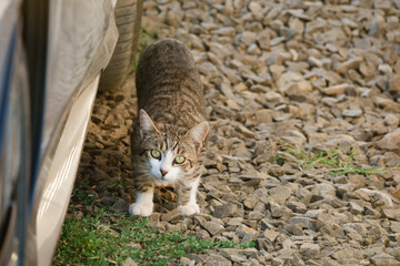 Cat on gravel driveway, front facing, looking up at camera