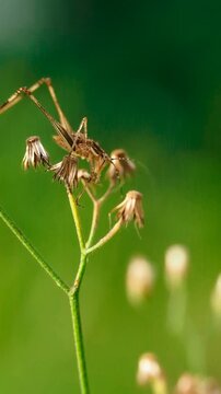 The insect in the picture is a type of katydid or bush cricket, most likely&nbsp;Phaneroptera falcata.&nbsp;