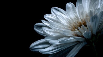 Delicate white flower petals unfurl against a dark background.