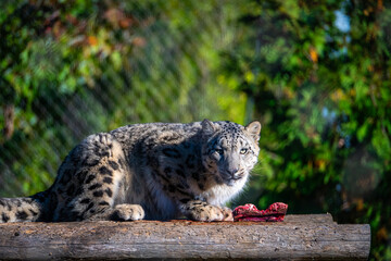 Snow Leopard