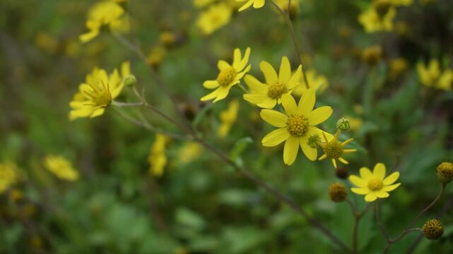 Kaas Plateau, India - Gentle breeze sways vibrant Sonki flowers across the UNESCO World Heritage site, showcasing the stunning biodiversity and serene beauty of Maharashtra&rsquo;s valley of flowers.