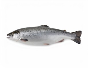 Naklejka premium Fresh Whole Raw Salmon Fish Studio Shot Isolated on White