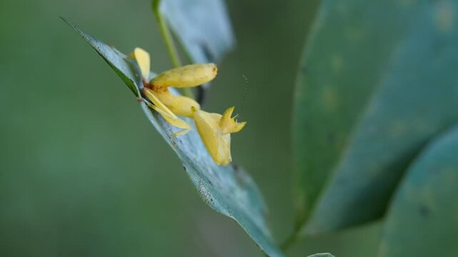 Orchid mantises (scientific name: Hymenopus coronatus) are known for their brilliant coloration and structure which mimic parts of an orchid flower.