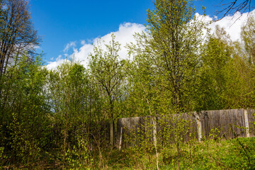 Fototapeta premium Overgrown plot of land surrounded by a fence made of boards and concrete pillars