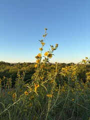 Obraz premium field of yellow flowers