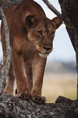 Wildlife Photography of African Lions, Serengeti, Tanzania