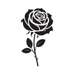 rose on a white background