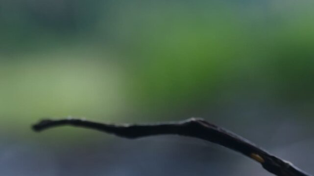 Robber flies are aggressive predators that prey on other insects.
They actively look for prey during the day. 