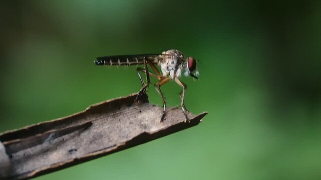 Robber flies are aggressive predators that prey on other insects.
They actively look for prey during the day. 