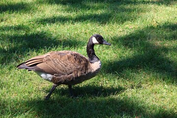 Canada goose（カナダ雁）