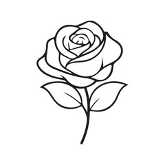rose vector illustration