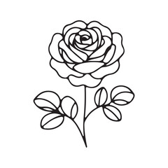 red rose on white background