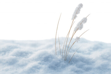 Obraz premium Winter snowdrift with frosted dry grass stems on transparent background, cold season nature