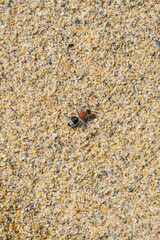 砂浜に生息するムネアカアリバチ 鳥取県 鳥取砂丘
