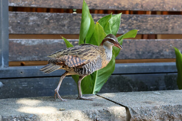 Buff-banded Rail bird walking along a concrete wall in front of a wooden fence and plants