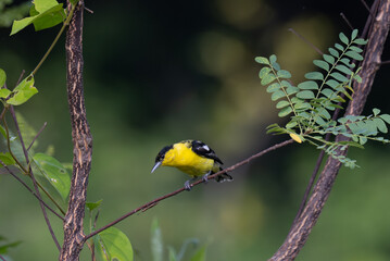 A vibrant yellow and black Common iora perched gracefully on a slender branch against a soft green background. The bird showcasing its bright and delicate details.