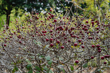 サンザシ（Crataegus cuneata）の果実／赤色の実が生った垣根／日本埼玉県・10月

