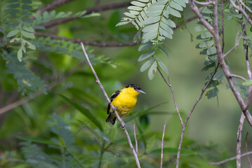 A vibrant yellow and black Common iora perched gracefully on a slender branch against a soft green background. The bird showcasing its bright and delicate details.