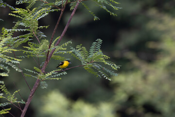 A vibrant yellow and black Common iora perched gracefully on a slender branch against a soft green background. The bird showcasing its bright and delicate details.