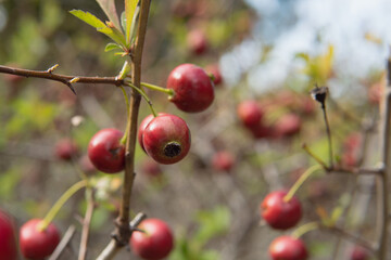 サンザシ（Crataegus cuneata）の果実／赤い木の実をアップ／日本埼玉県・10月
