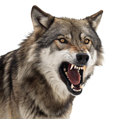 Obraz premium Scary wolf with open mouth png wolf png scary wolf png roaring wolf png wild wolf png predator wolf png transparent background image