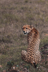Wildlife Photography of African Cheetahs, Kenya