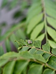 Close-up macro shot of a small jumping spider resting on a green curry leaf, fine details of its body and texture surrounded by natural foliage, insect macro.