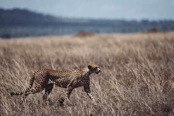 Wildlife Photography of African Cheetahs, Kenya