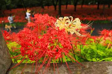 Spider Lilies Close-up: Vibrant Red and White Flowers in Bloom