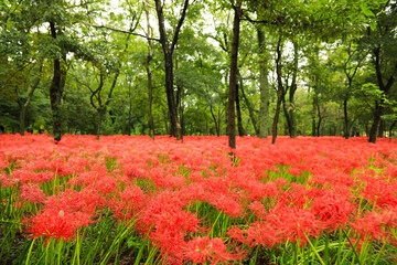 The Scarlet Blooms: Red Spider Lily Flowers in an Enchanting Woodland