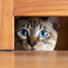 A cat with stunning blue eyes peeks out from under a wooden surface