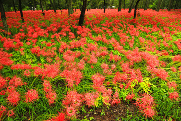Stunning View of Cluster Amaryllis (Spider Lilies) Field with Tall Trees