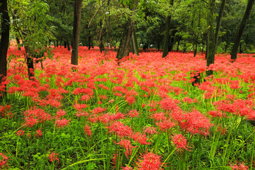 Spectacular Autumn Scenery: Mass Bloom of Red Lycoris Radiata (Spider Lilies)