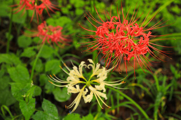 Close-up Texture: Red and White Lycoris Flower Petals and Long Stamens