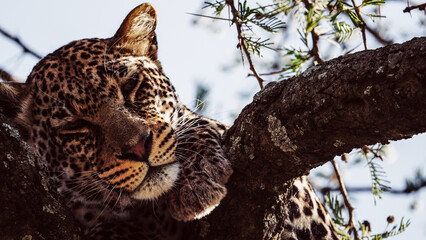Wildlife Photography of African Leopard, Serengeti, Tanzania
