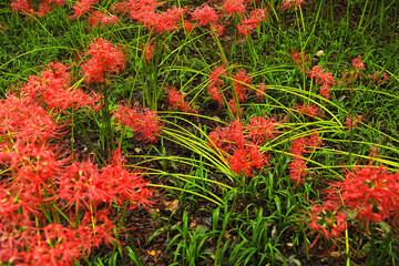 Vivid Red Flowers Against Green: Wide Shot of Cluster Amaryllis