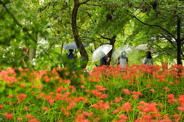 Garden Detail: Red Cluster Amaryllis Growing with Rich Green Leaves