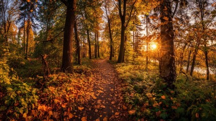 Naklejka premium Autumn Forest Path Sunlit Scene with Colorful Leaves and Tall Trees