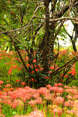 Unique View: Red Cluster Amaryllis Field with Log Detail