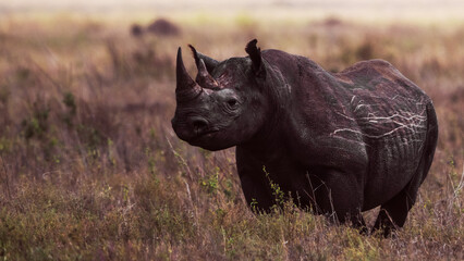 Wildlife Photography of African rhinos, Tanzania