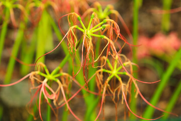 Autumn's End: Dried Lycoris Flowers and Changing Colors