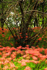 Nature's Resilience: Lycoris Flowers Thriving Near a Wood Stump
