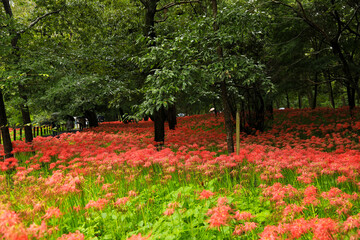 Red Flower Sea: Spider Lilies Covering the Forest Floor Landscape