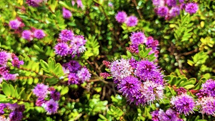 Hebe plant with dense clusters of small purple flowers. 